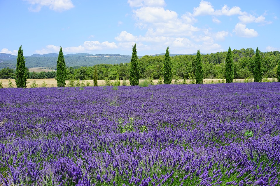 perkebunan lavender (Pixabay/Hans)