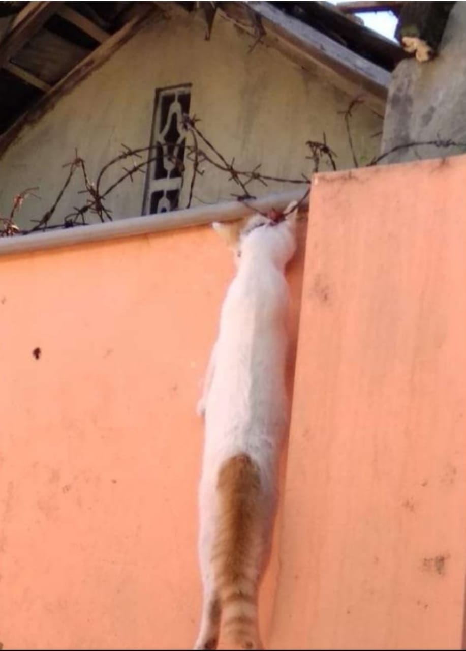 Kucing