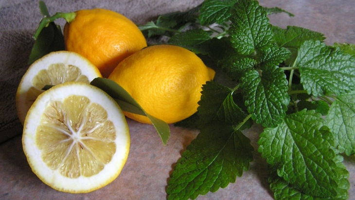Berbagai Manfaat Lemon Balm Bagi Kesehatan