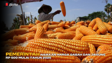 Pemerintah Naikkan Harga Gabah dan Jagung Rp 500 Mulai Tahun 2025