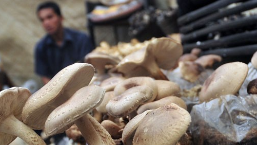 Memanggang, Cara Mendapatkan Vitamin D pada Jamur Secara Optimal