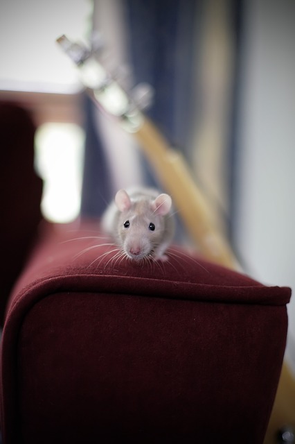 Tikus-tikus disuruh berlari di roda yang diberikan beban. (Foto pixabay/angelic)