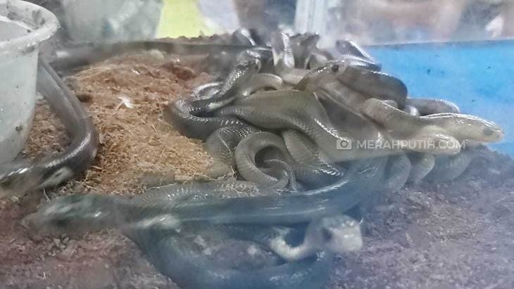 Puluhan ekor anak ular kobra di dalam aquarium. (Foto: MP/Ismail)