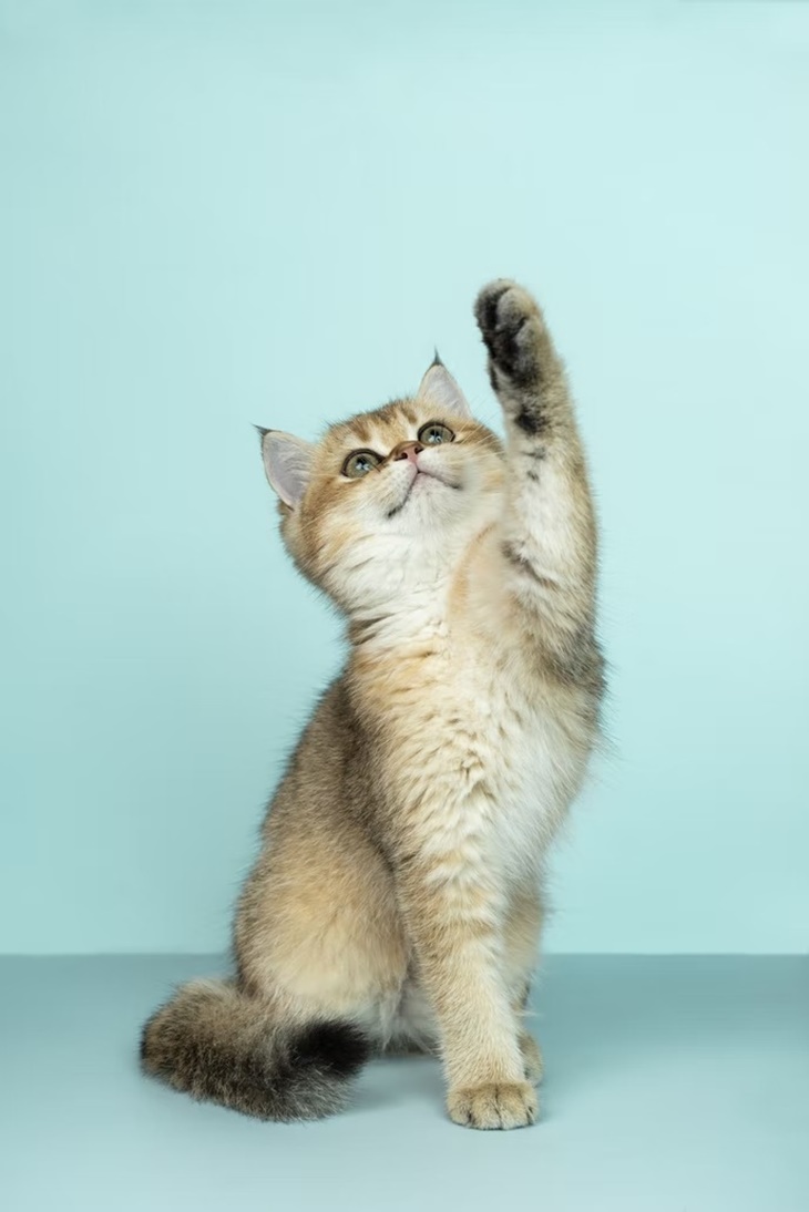 Cat Lovers, Yuk Ketahui Berbagai Jenis Muntah Kucing