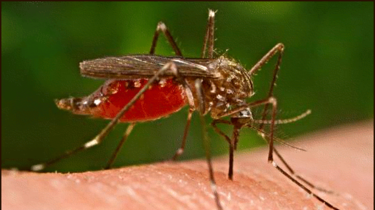 Nyamuk aedes egypt penyebab demam berdarah