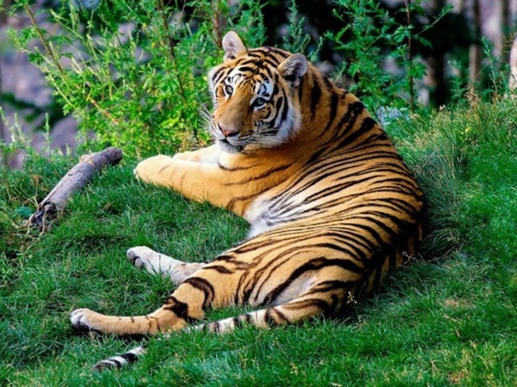 harimau