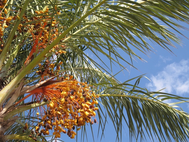 Kurma brmanfaat untuk mencegah penyakit jantung. (Foto: Pixabay/cocoparisienne)