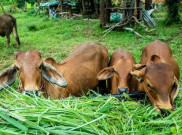 Telusur Lengkap Penyakit Antraks