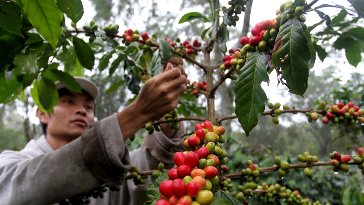 MPIG Harap Petani Hasilkan Biji Kopi Terbaik