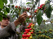 MPIG Harap Petani Hasilkan Biji Kopi Terbaik