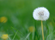 Usus Sehat Halau Hay Fever