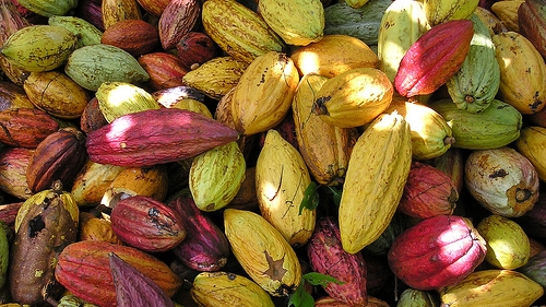 panen kakao