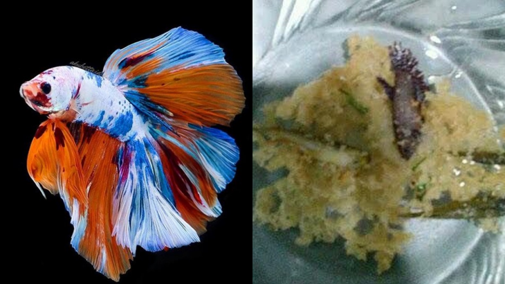 [HOAKS atau FAKTA]: Ikan Cupang Hias Jadi Bahan Rempeyek