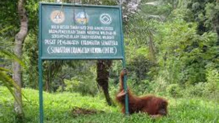 Taman konservasi Bukit Lawang
