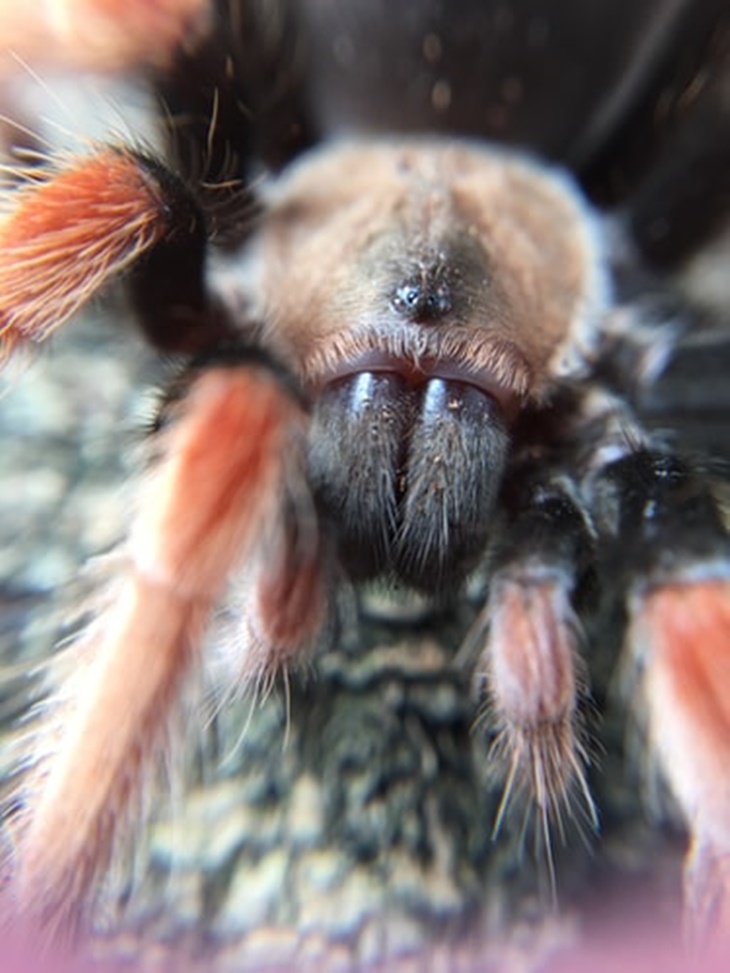tarantula