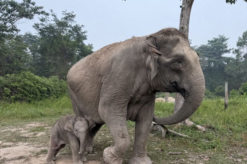 Kelahiran Anak Gajah Sumatera di Taman Nasional Tesso Nilo