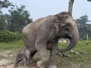 Kelahiran Anak Gajah Sumatera di Taman Nasional Tesso Nilo