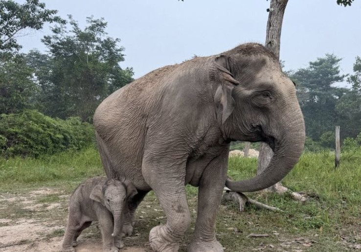 Kelahiran Anak Gajah Sumatera di Taman Nasional Tesso Nilo
