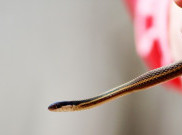 Tetap Tenang saat Digigit Ular