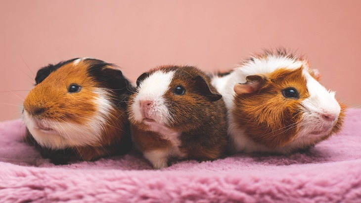Hamster Peliharaan Manakah Yang Paling Jinak?