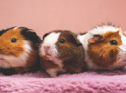 Hamster Peliharaan Manakah Yang Paling Jinak?