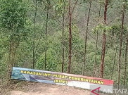 Jokowi Berencana Tinjau IKN Nusantara Besok