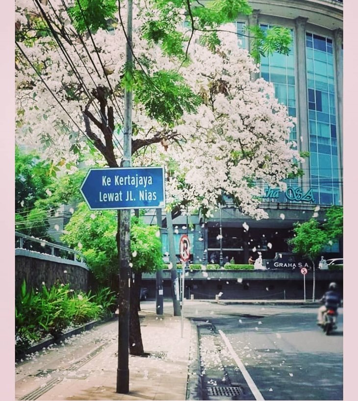 surabaya bunga tabebuya