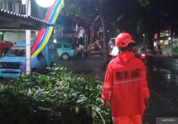 Simak Syarat dan Besar Santunan untuk Korban Tertimpa Pohon Tumbang di Jakarta