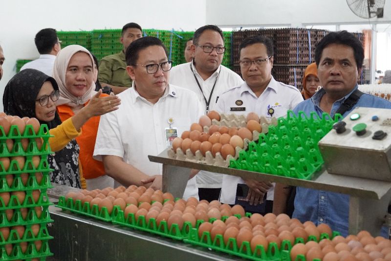 Produksi Telur Meningkat, Kementan Lakukan Stabilisasi Harga