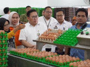 Produksi Telur Meningkat, Kementan Lakukan Stabilisasi Harga
