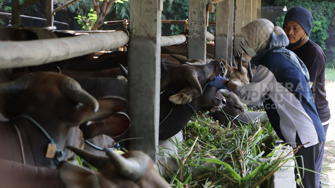 Inpeksi Hewan Kurban, Dispertan Solo Temukan Ternak Sakit yang Dijual