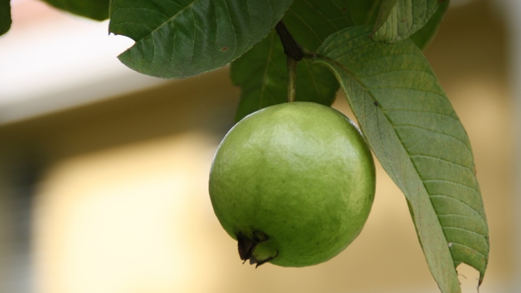 6 Manfaat Konsumsi Daun Jambu Biji Bagi Kesehatan