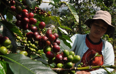 Politisi Golkar Sebut Perhatian Pemerintah kepada Petani Kopi Masih Rendah