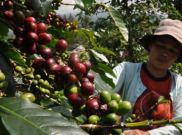 Politisi Golkar Sebut Perhatian Pemerintah kepada Petani Kopi Masih Rendah
