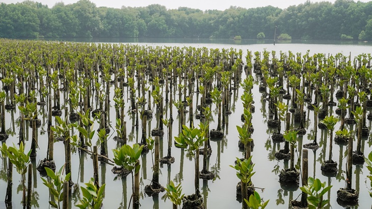 '1 Ticket 1 Tree', Kampanye Berkelanjutan oleh Maskapai Penerbangan Internasional