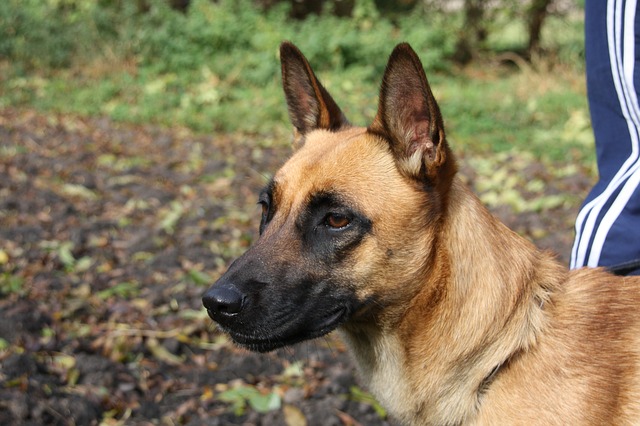 Waspadai 5 Ras Anjing Pemburu Paling Galak