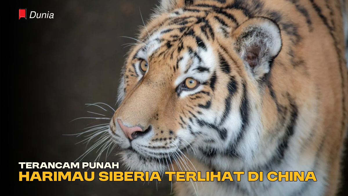 Terancam Punah, Harimau Siberia Terlihat Kembali di China