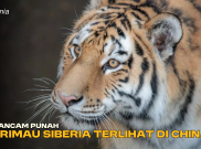 Terancam Punah, Harimau Siberia Terlihat Kembali di China
