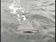 Heboh Video Penampakan Paus di Merak