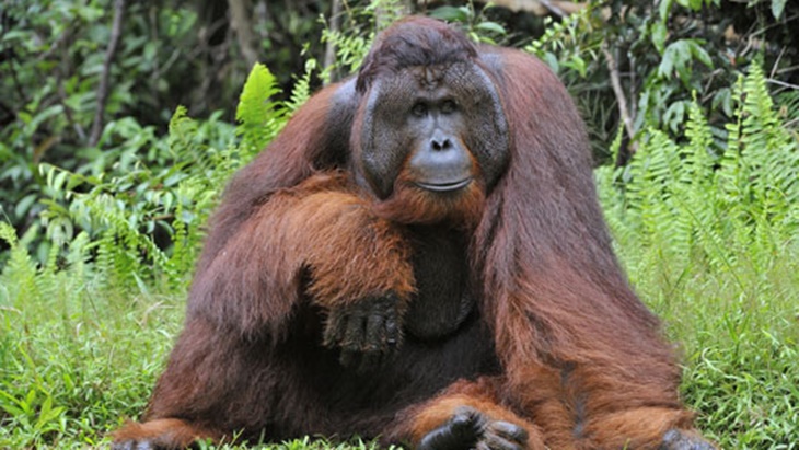 Beredar Video Seekor Orang utan Isap Rokok