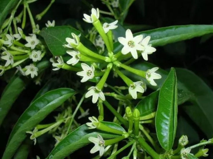 Aroma Cestrum nocturnum tampaknya membuat orang relaks, melawan stres, dan meredakan ketegangan. (Foto: guidasicilia.it)
