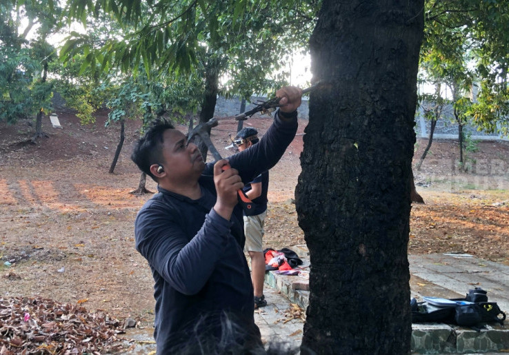 Berawal dari Spanduk Liar, Nail Hunter Kumpulkan 10 Kilogram Paku dari Pohon
