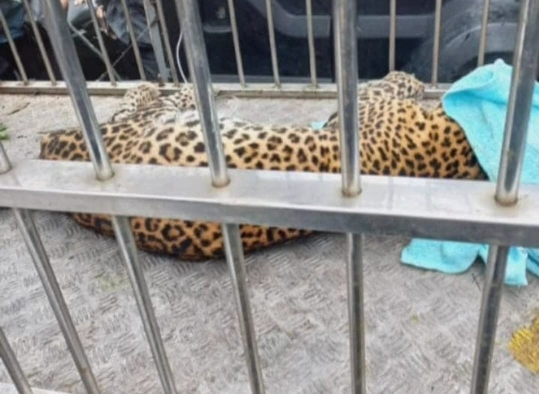 Masuk Permukiman untuk Cari Makan, Macan Tutul Gunung Lawu Dievakuasi BPBD dan BKSDA