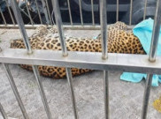 Masuk Permukiman untuk Cari Makan, Macan Tutul Gunung Lawu Dievakuasi BPBD dan BKSDA
