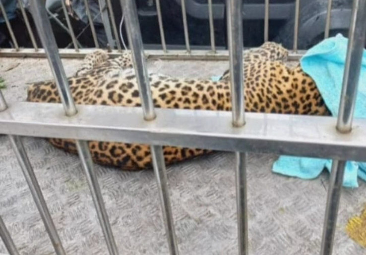 Masuk Permukiman untuk Cari Makan, Macan Tutul Gunung Lawu Dievakuasi BPBD dan BKSDA