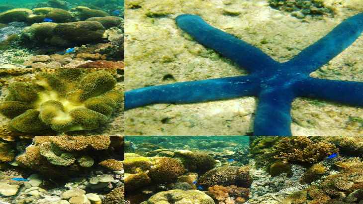 Kekayan bawah laut Alor