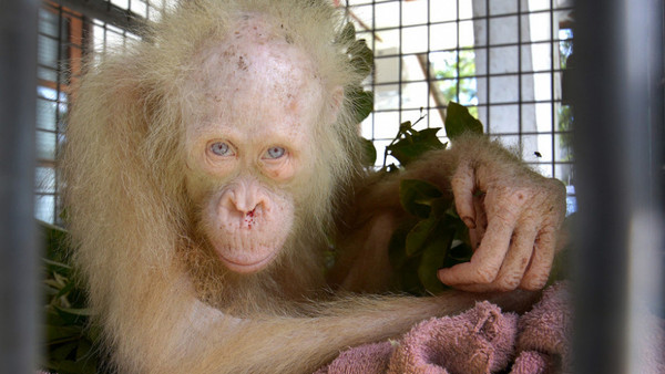 BOSF Sita Orangutan Albino Kalimantan dari Warga