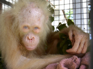 BOSF Sita Orangutan Albino Kalimantan dari Warga