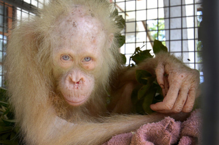 BOSF Sita Orangutan Albino Kalimantan dari Warga