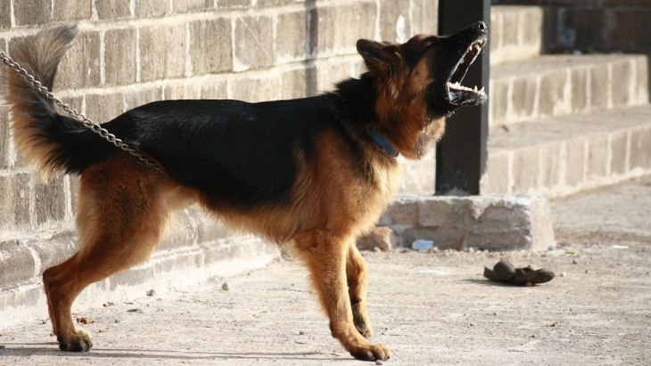 Cermati dan Waspadai, Ini Tanda Anjing Akan Menggigit